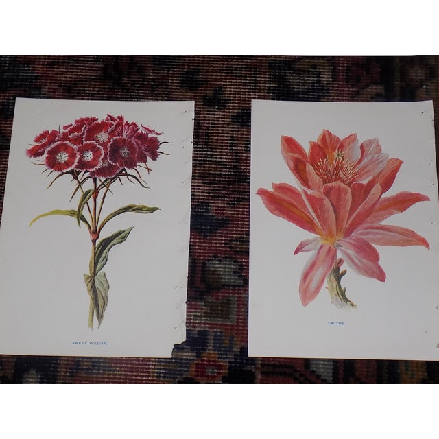 Printmaking Materials Authentic Antique 19th Century Edward Hulme Botanical "Garden Flowers" Lithographs - Set of 12 - Super Price! For Sale - Image 7 of 9
