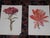 Printmaking Materials Authentic Antique 19th Century Edward Hulme Botanical "Garden Flowers" Lithographs - Set of 12 - Super Price! For Sale - Image 7 of 9