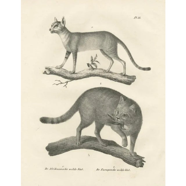 C.C. G. Zool, African and European Wild Cats in Natural Poses, 1836, Print For Sale - Image 6 of 11