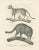 C.C. G. Zool, African and European Wild Cats in Natural Poses, 1836, Print For Sale - Image 6 of 11