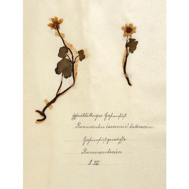 Folk Art Pair of 19th-Century German Botanical Herbarium Sheets With Ranunculus Specimens (C. 1850) For Sale - Image 3 of 8