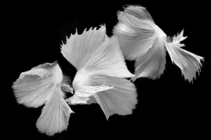"Betta BW 44" Contemporary Fish and Botanical Black and White Photograph by Michael Filonow