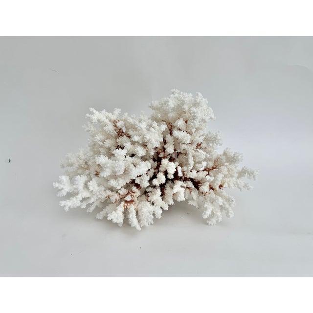 This exceptionally large natural bright white Brownstem coral specimen with an irregular shape has a cut and polished base...