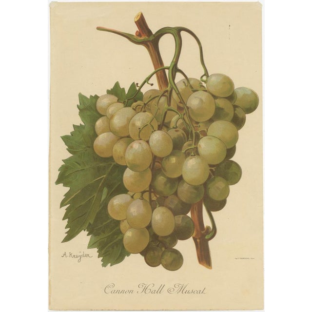 Green and White Grape Varieties, 1890s, Paper, Set of 4 For Sale - Image 5 of 6