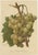 Green and White Grape Varieties, 1890s, Paper, Set of 4 For Sale - Image 5 of 6