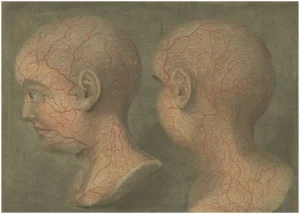 Gautier-D’Agoty, Anatomical Study of Head and Neck Veins, 1748, Paper
