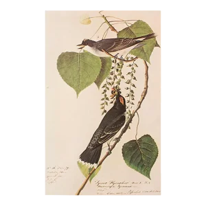 Kingbird and Flycatcher After Audubon, 1966 Cottage Print