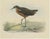 Mid 19th Century Westerman, Bird Illustration of the Tahiti Sandpiper or Tahitian Sandpiper, 1854, Print For Sale - Image 5 of 5