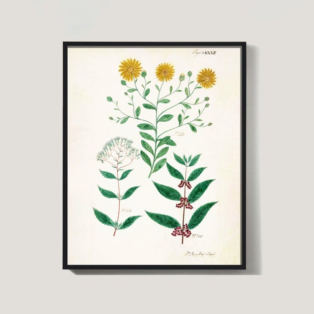 English Botanical Set of Reproduction Prints With Yellow Flowers For Sale In Los Angeles - Image 6 of 7