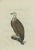 Griffon Vulture Antique Dutch Bird Print by Sepp and Nozeman, c.1770 This large-format hand-coloured copper engraving,...