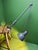 Metal Large Task Lamp by Sis Leuchten, Germany, 1970 For Sale - Image 7 of 11