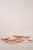 Spode ‘Old Crow’ Orange/Coral Dishes C. 1890 - 40 pcs For Sale - Image 11 of 12