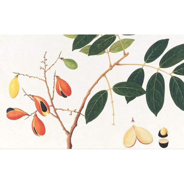 Tropical botanical illustrations, beautifully reproduced as giclée prints using archival inks on imported English cotton...