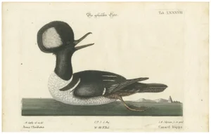 Johann Michael Seligmann, Hooded Merganser, 1770, Hand-Colored Engraving