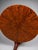 Spectacular English Regency Flame Mahogany Starburst Tilt-Top Breakfast Table For Sale - Image 4 of 16