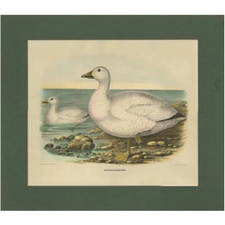 After D. G. Elliot, Cassin's Snow Goose, 1869, Print For Sale