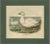 After D. G. Elliot, Cassin's Snow Goose, 1869, Print For Sale
