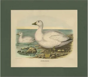 After D. G. Elliot, Cassin's Snow Goose, 1869, Print