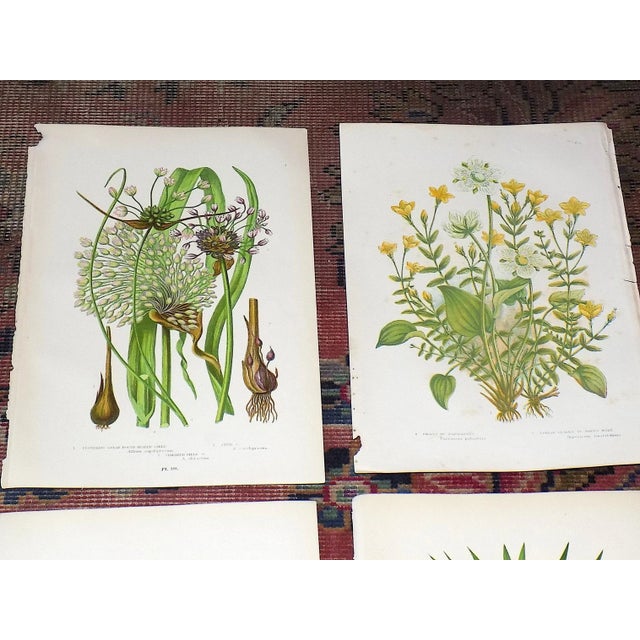 Realism Antique 19th Century Botanical Lithographs - Set of 12 For Sale - Image 3 of 8