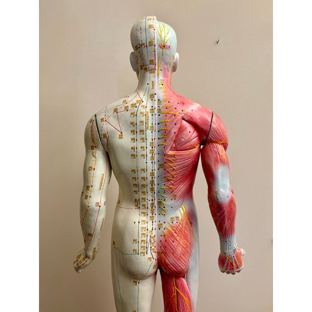 Anatomy of Man Acupuncture Detachable Arms, 1965 For Sale - Image 4 of 18