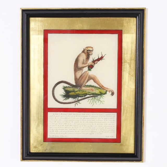 Set of Four Hand Colored Monkey Prints For Sale In West Palm - Image 6 of 10