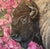 Bloomin Bison by Alexandrea Pangburn | Acrylic Painting of a bison surrounded by pink flowers For Sale