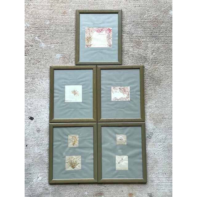 Elevate your wall decor with this sophisticated set of five original botanical specimen artworks. Each piece features a...