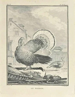 Carl Guttenberg, Le Dindon, Etching, 1771