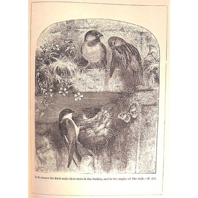 "A Tour Round My Garden" Wood, Rev. j.g. For Sale - Image 9 of 12