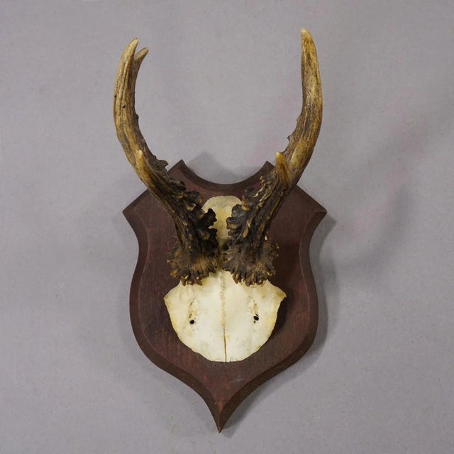 Antique Roe Deer Trophy on Turned Plaque, Germany ca. 1930s Antique 6 pointer roe deer (Capreolus capreolus) trophy from...