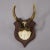 Antique Roe Deer Trophy on Turned Plaque, Germany ca. 1930s Antique 6 pointer roe deer (Capreolus capreolus) trophy from...