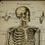 Illustration Antique Anatomical Wall Chart Depicting the Human Skeleton For Sale - Image 3 of 6