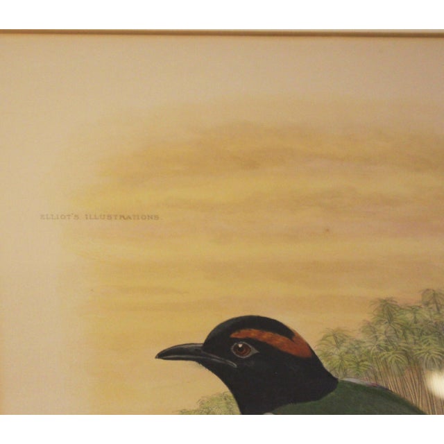 Wood 1893 English Framed Lithograph of the Pitta Iris by William Matthew Hart For Sale - Image 7 of 7