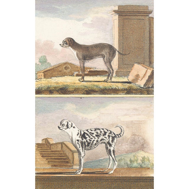 This charming hand-colored 1758 engraving is one of the oldest available prints of a dog. Taken from the 10th volume...