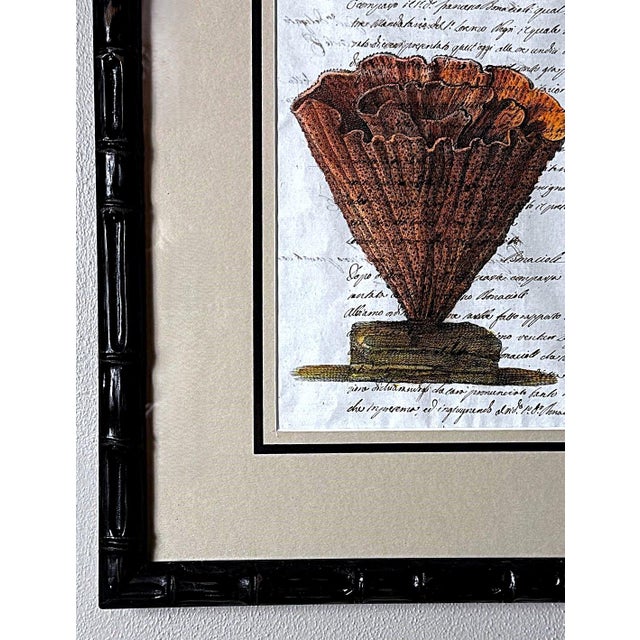 Pair “Faux Bamboo” Frames With Old Italian Shell Prints With Overwritten Text. For Sale - Image 10 of 12