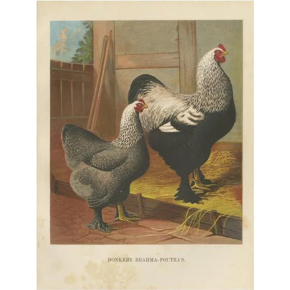The Majestic Dark Brahma, 1888, Lithograph For Sale