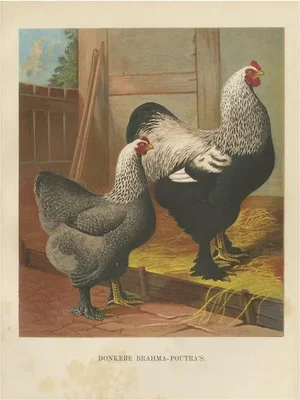 The Majestic Dark Brahma, 1888, Lithograph