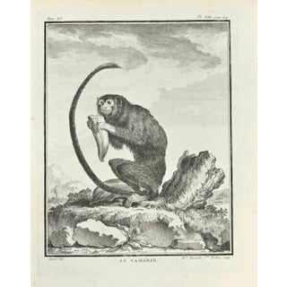 Madeline Rousselet, Le Tamarin, Etching, 1771 For Sale