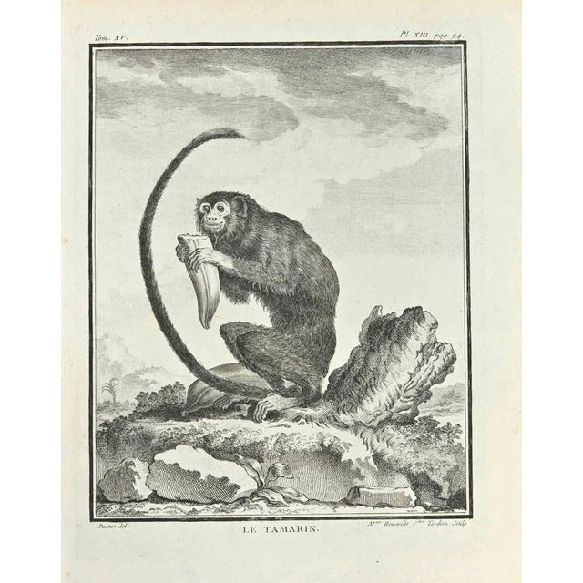 Madeline Rousselet, Le Tamarin, Etching, 1771 For Sale