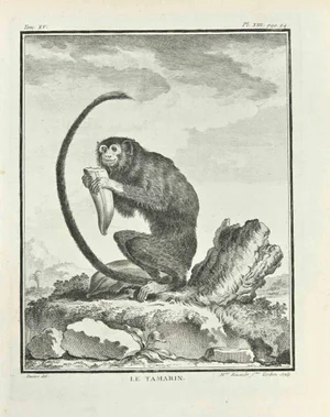Madeline Rousselet, Le Tamarin, Etching, 1771