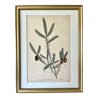 Antique Large Botanical Print Silver Fir Tree by Phillip Miller London 1759 For Sale