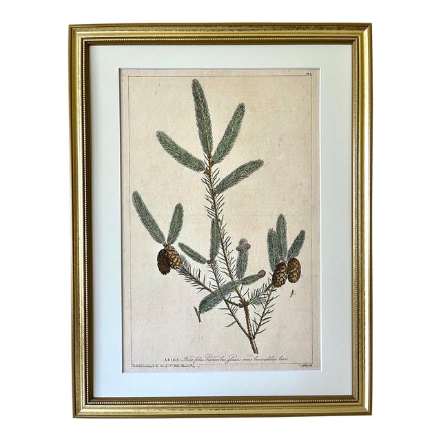 Antique Large Botanical Print Silver Fir Tree by Phillip Miller London 1759 For Sale