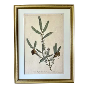 Antique Large Botanical Print Silver Fir Tree by Phillip Miller London 1759