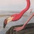 Large Vintage Flamingo Picture, English, Framed Print, Jj Audubon, Wildlife Art For Sale - Image 4 of 12