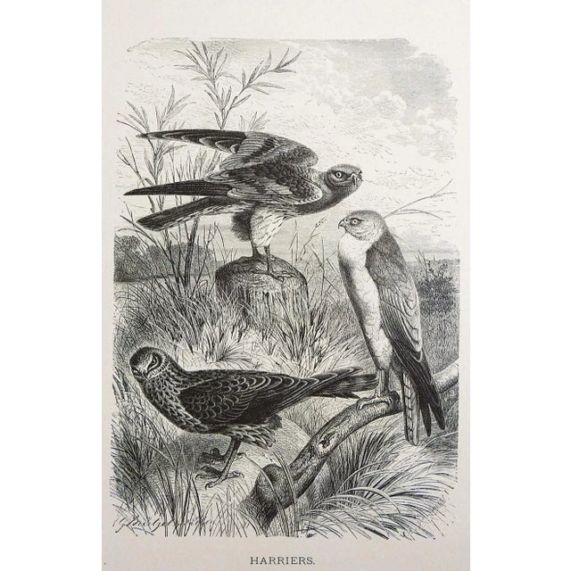 Pair of antique circa 1900 bookplate engravings of raptors, Harrier and Jerfalcon after Gustav Ludwig Heinrich Mutzel...