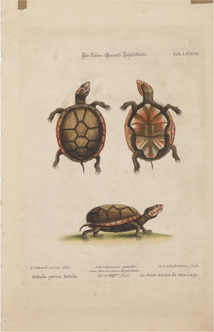 George Edwards, Turtles, Lithograph, 19th Century