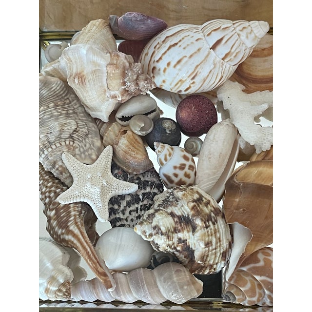 Antique Crystal Bevelled Glass Brass Box With Sea Shells For Sale In Miami - Image 6 of 9