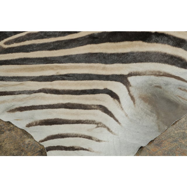 Rug & Kilim Rug & Kilim’s Contemporary Burchell Zebra Hide With Classic Black Stripes For Sale - Image 4 of 9