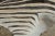 Rug & Kilim Rug & Kilim’s Contemporary Burchell Zebra Hide With Classic Black Stripes For Sale - Image 4 of 9