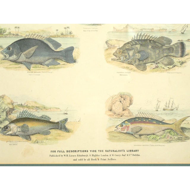 Paper Framed Fish Print Antique "Leaves From the Book of Nature" Leaf No. 3 Pub Dublin 1850 For Sale - Image 7 of 8